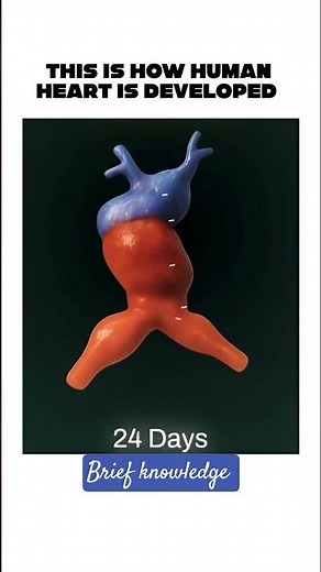How the Human Heart Develops Before Birth | Heart Development in Embryo | Amazing Process