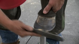 **More Hoof Prep for Annabelle** Bobby Menker, CJF APF-I pulls the foot forward to continue prepping the damaged hoof on this pleasure horse. You'll see he is gradually working the distorted toe back as well as around the patched area, to determine if the material will be solid enough or if he'll have to remove it and patch again. Turns out it had started to separate after 7 weeks on the foot and he will patch if after nailing his shoe on. #FootProSkills, #FarrierEducation, #HoofCare | Farrier P