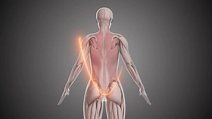 3d illustration of human upper body muscles anatomy