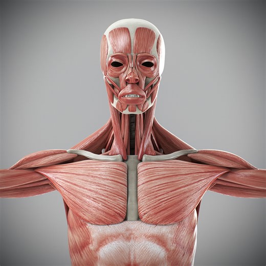 NoneCG 3D models - Human Male Skeletal and Muscular Anatomy