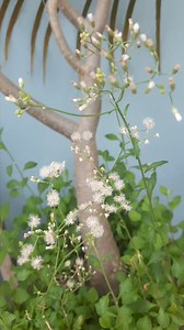 Sahadev plant/vernonia plant #plants #nature #viral #trending #viralvideo | Blooming Nature Tales