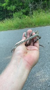 Check out this cute gray rat snake from Florida. 🐍🩶 | Justin Doll