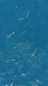 1.2K views · 22 reactions | PERSIAN GULF BAIT BALL MADNESS 勞A multitude of predators, including blacktip sharks, feeding on a bait ball offshore. From the surface you just see splashing, from the air you can see how the chaos unfolds. Keeping up with them flying the drone was both fun and challenging! Shot while filming Legend of Landi | Sharkman Dan | Facebook