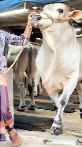 264K views · 2.5K reactions | Huge Ongole Bull || Boulder Bull || Ongole Gittalu || Touro Nelore 2024 || #bulls #cattle #farming #cows #bangladesh #cattlevideo #biggestbulls #fbreels #viralreels #viralvideoシ #fypシ゚viralシ2024fyp #fypシ゚viralシ #cow #art #fypシ゚ #videography #photographer #reelsfb #fyp #viralreelsシ #trending #ad #AI #viral #sapi #ongole #nelore #OngoleGittalu | Biggest Cow in Bangladesh | Facebook