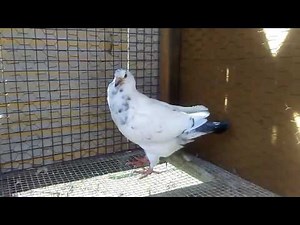 Young giant runt compared to adult roller pigeon