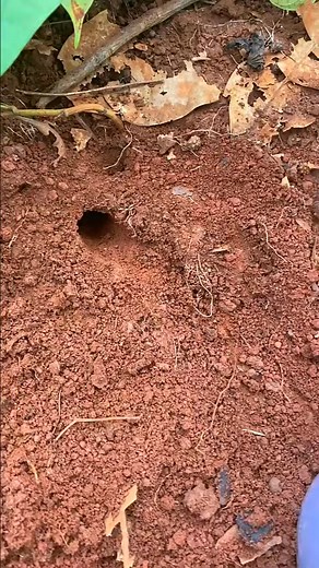 Wow so cool catching giant cricket in deep hole using venomous ants | Susilo