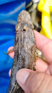 Ang panit sa sunogan murag PAREHA gyud sa ______. #islandlife #SeafoodLovers | Irish Vlog