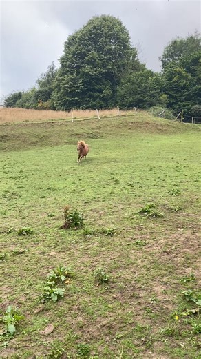 I was allowed out* into a bit more grass this morning. The resulting Midget Meltdown was nothing short of spectacular. *The Human says this is stretching the truth somewhat. I reversed out of my headcollar whilst having breakfast… | The Fat Pony