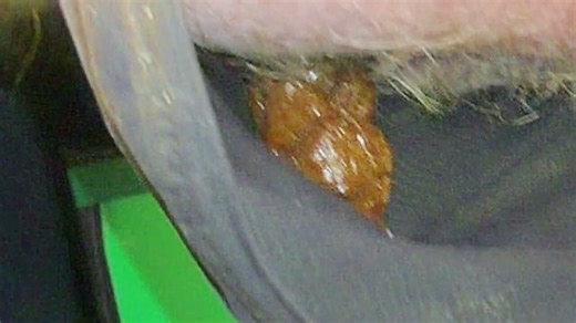 Dark Pants Poop - 5 X - all day firm scat pile