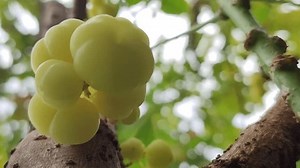 Phyllanthus Acidus Star Gooseberry Fruits Leaves Stock Footage Video (100% Royalty-free) 3998873183 | Shutterstock