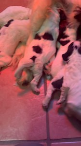 7.4K views · 185 reactions | Pandas girls snuggling in. | Uggeshall Spaniels - Breeding Working Springers, Cockers and Sprockers | Facebook