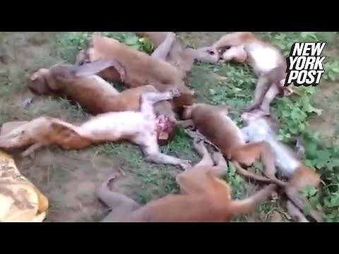 Monkeys mysteriously died from a mass heart attack | New York Post