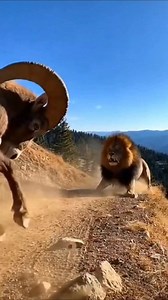 27K views · 8.7K reactions | A clash of titans right on the cliff edge ⛰️" #BeastMode #WildDrama #NatureShowdown #UnexpectedFight #CliffBattle⚔️ | Nas Ai | Facebook