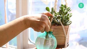How to care for Cotyledon Tomentosa Bear Paw ❤️ | Succulents Box