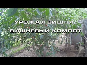 Урожай вишни. Вишневый компот