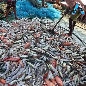 Trawl Fishing in Trawl Net boat | Net Fishing in The Sea | Kadal #fishing #NetFishing #fishvideos | KADAL