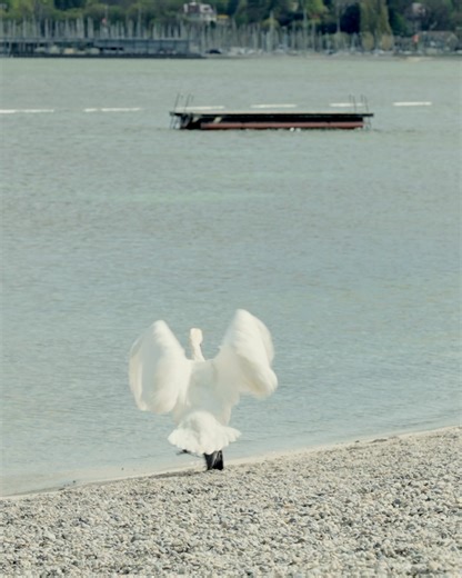 2.9K views | Geneva Tourism | Switzerland on Reels | Facebook