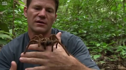 Surviving a Tarantula Bite