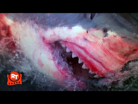 Orca (1977) - Killer Whale vs. Great White Shark Scene | Movieclips