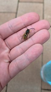 531K views · 3.6K reactions | Biedactwo małe :( #animal #animals #osa #osy #wasp #owad #owady #asmr #insect #insects | Venomous Art | Facebook