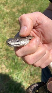 We found this when we began cleaning out the abandoned Home Depot shed we’re renovating into a tiny house. His name is winkle! 🐍 #diy #tinyhouse #shedhouse | DannerCronise