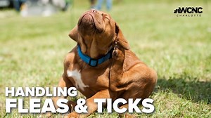 Handling fleas and ticks as temperatures warm up