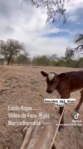 7K views · 89 reactions | Don Lucio Rojas...y sus glosas hecha poesia!!! Desde su querida Ssnta Victoria..Chaco Salteño  Video@user8442713353948 | Sonidos DEL GRAN CHACO | Facebook