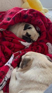 From the bed to the @flufftrough to the couch. Life of Pugs 🙂‍↕️😐 | Grumpy Pug