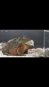 212K views · 2.5K reactions | Bullfrog Eating Many Hamster | Insect Forest | Facebook