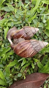 Caracoles terrestres africanos gigantes (Lissachatina fulica): video de stock (totalmente libre de regalías) 3945814349 | Shutterstock