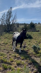 15K views · 6K reactions | High up on the side of a mountain way up...