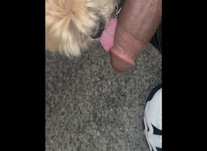 Small female dog lick black cock