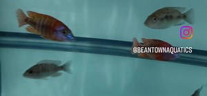 18 reactions | Aulonocara Red Rubin These came in yesterday from Aquahaus-Gaus and are settleing in nice. Tank lights are still of to help them get adjusted. I dont have exact pricing or sizing yet. They look to be 3.5-4". Both sexes available. If your interested pm me and ill put you on the list. | Beantown Aquatics | Facebook