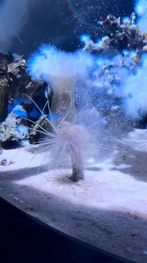 Come along for our a tube anemone feed with our aquarist, Kirsten! “The best part of this exhibit is that I have an amazing clean up crew. My snails, sea stars, limpets, anthropods, worms, and crabs will eat up anything extra that settles on the bottom!” | Ripley's Aquarium of Canada