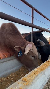 82K views · 1.8K reactions | Pay Dirt is such a sloppy eater! | Nothin' But Try Ranch and Event Center | Facebook