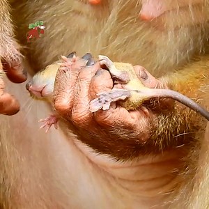 OMG this female monkey hug and hold baby mouse, Never see this case before, Monkey Camp 14.149K | MonkeyCamp