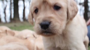 10K views · 163 reactions | Owning and caring for a puppy is a huge responsibility. Here are some good health care tips that will hopefully help your little rascal live in to its late teens. Learn more: https://goo.gl/BifYhm | PetMD | Facebook