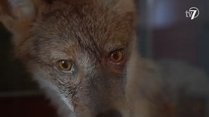   Különleges programot szervezett pénteken a Munkácsy Mihály Múzeum: az érdeklődők két keréken tekerhettek ki az intézmény természettudományi raktárjához, ahol számos érdekességet fedezhettek fel, sőt egy tárlatvezetésen is részt vehettek!  | Behir.hu | Facebook