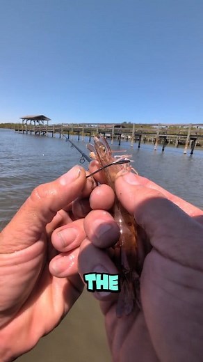 Love shrimp for the comeback 🎣 #fypageシ #fishing #liveshrimp #catchandrelease #saltwaterfishing | Sean Thurman