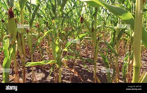Corn field corn farm steadicam. green grass agriculture united states nature video usa motion farming corn farm Stock Photo - Alamy