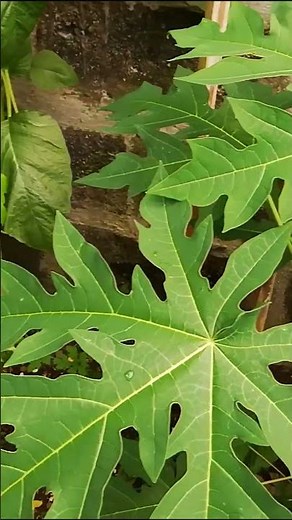 Plantito ng Lagro #foryou #plantito #foryourpage#botanicalname #viralshorts #viral #video #papaya