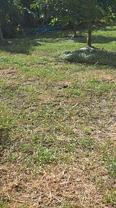 18 reactions | Kinda hard to see them, but after we cut the weeds, a...