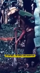 26K views · 346 reactions | How this company kept its labor costs low #banana #company #history #story #workers | Gold Shaw Farm | Facebook