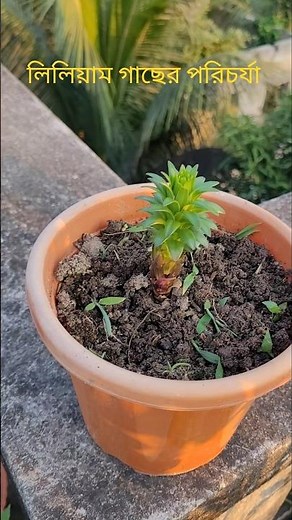 Lilium plant care | Lilium plant care