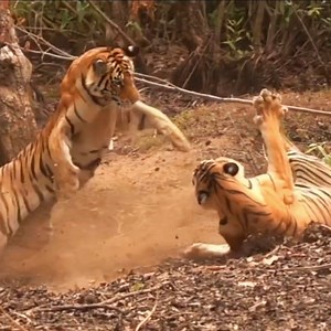 145K views · 795 reactions | বাঘের বল ১২ বছর! Sundarban Tiger #tigers #tiger #বাঘ #wildlife #সুন্দরবন #Sundarban # | sundarban24.com | Facebook