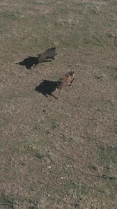 1.5M views · 22K reactions | He gone. #TRE #helihunter #hoghunting #deadairsilencers #sightmark #texas #wildhogs #helicopterhoghunting #targetrichenvironment #texas #muddy #walker #stealthcam #pulsar Three Curl Outfitters Sightmark | Target Rich Environment TV | Facebook