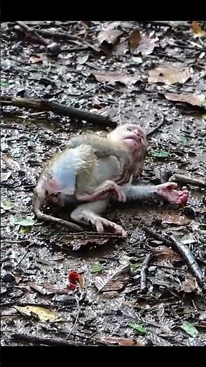 Life of Monkeys: Baby Monkey Is Angry Because His Mother Won't Breastfeed Him