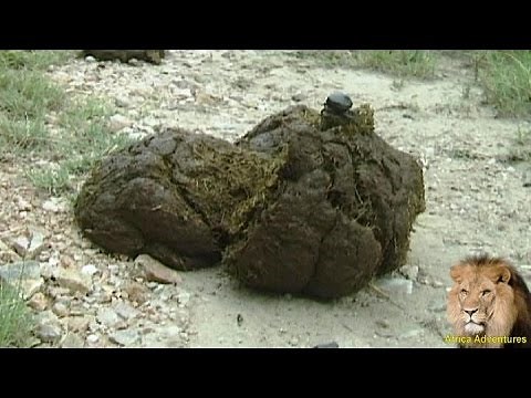 Dung Beetle Eating Elephant Dung.