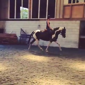 For sale . 6yr old coloured mare . Recently broken. #coloured #mare #forsale | Joanne Shaw Equestrian