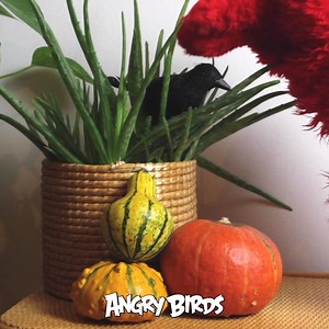 29K views · 222 reactions | Halloween is just around the corner  | Angry Birds | Facebook